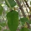  Pierre Bonnet - Coriaria myrtifolia L. [1753]