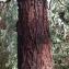  Pierre Bonnet - Eucalyptus sideroxylon A.Cunn. ex Woolls [1886]