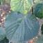  Pierre Bonnet - Tilia platyphyllos Scop. [1771]
