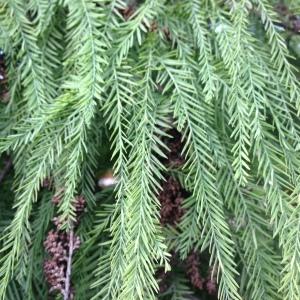 Photographie n°193905 du taxon Taxodium distichum (L.) Rich. [1810]