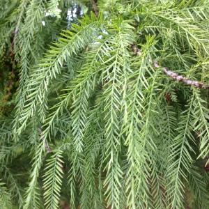 Photographie n°193906 du taxon Taxodium distichum (L.) Rich. [1810]