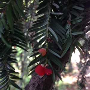 Photographie n°193928 du taxon Taxus baccata L. [1753]