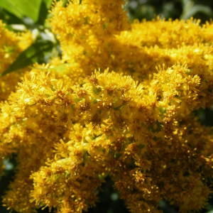 Solidago gigantea var. leiophylla Fernald (Solidage tardif)