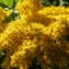  Jean-Claude Calais - Solidago gigantea Aiton [1789]