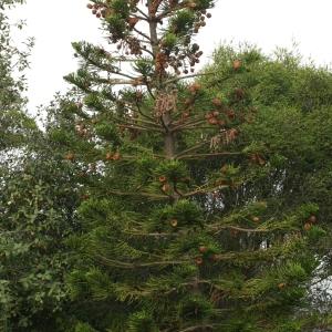 Photographie n°193985 du taxon Araucaria heterophylla (Salisb.) Franco