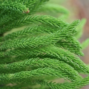 Photographie n°193991 du taxon Araucaria heterophylla (Salisb.) Franco