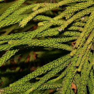 Araucaria heterophylla (Salisb.) Franco (Araucaria)