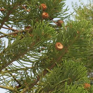 Photographie n°193994 du taxon Araucaria heterophylla (Salisb.) Franco