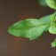  Pierre Bonnet - Plumbago auriculata Lam. [1786]