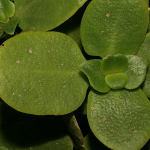 Crassula multicava Lem.