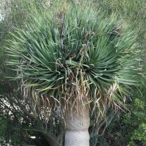 Photographie n°194062 du taxon Dracaena draco (L.) L.