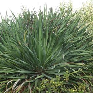 Photographie n°194065 du taxon Dracaena draco (L.) L.