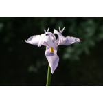 Moraea sp.