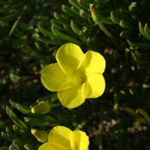 Oxalis sp.