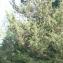  Pierre Bonnet - Juniperus phoenicea L. [1753]