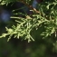  Pierre Bonnet - Juniperus phoenicea L. [1753]