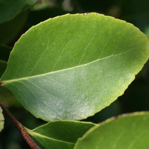 Maytenus canariensis (Loes.) G.Kunkel & Sunding