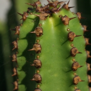 Euphorbia canariensis L.