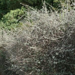 Photographie n°194179 du taxon Teucrium fruticans L. [1753]