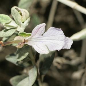 Photographie n°194180 du taxon Teucrium fruticans L. [1753]