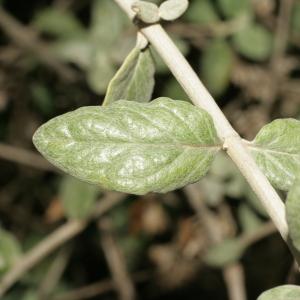 Photographie n°194181 du taxon Teucrium fruticans L. [1753]