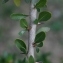  Pierre Bonnet - Argania spinosa (L.) Skeels