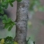  Pierre Bonnet - Argania spinosa (L.) Skeels