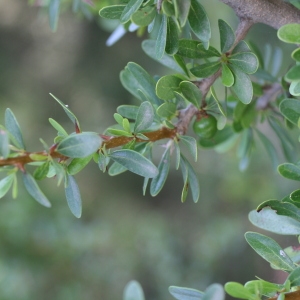  - Argania spinosa (L.) Skeels