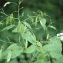  Liliane Roubaudi - Lunaria rediviva L.