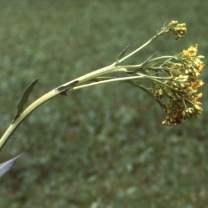 Photographie n°194345 du taxon Bunias orientalis L. [1753]