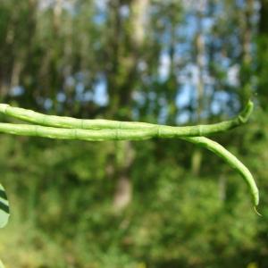  - Coronilla scorpioides (L.) W.D.J.Koch