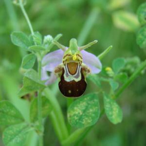 Photographie n°194377 du taxon Ophrys apifera Huds. [1762]