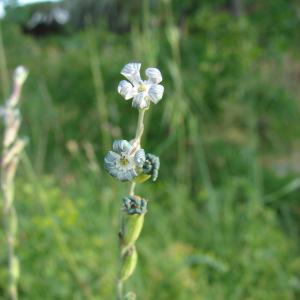 Photographie n°194394 du taxon Silene nocturna L. [1753]