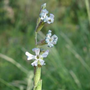 Photographie n°194396 du taxon Silene nocturna L. [1753]