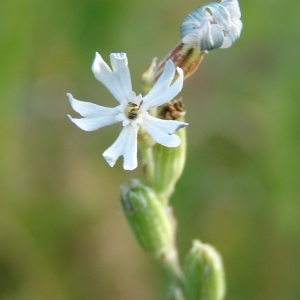 Photographie n°194398 du taxon Silene nocturna L. [1753]