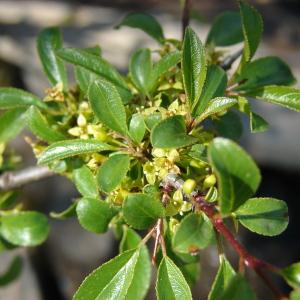  - Rhamnus saxatilis Jacq. [1762]