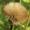  Jean-Claude Echardour - Pulicaria dysenterica (L.) Bernh. [1800]