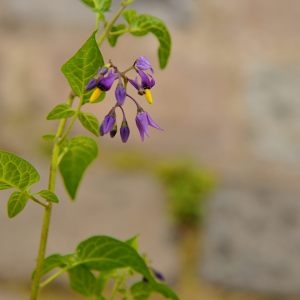 Photographie n°194425 du taxon Solanum dulcamara L. [1753]