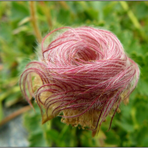 Geum reptans L. [1753] [nn30134] par Pat Desnos le 12/08/2008 - Planay