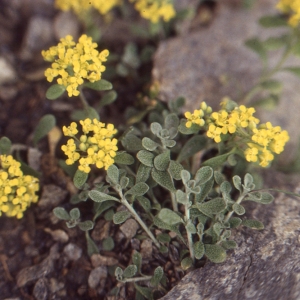 Photographie n°194449 du taxon Alyssum alpestre L. [1767]