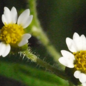 Photographie n°194518 du taxon Galinsoga quadriradiata Ruiz & Pav.