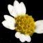  Liliane Roubaudi - Galinsoga parviflora Cav. [1795]
