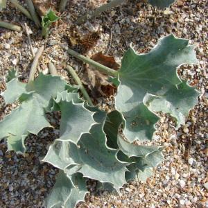 Photographie n°194546 du taxon Eryngium maritimum L. [1753]