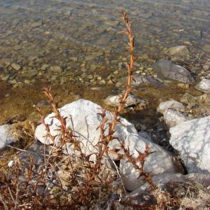 Photographie n°194554 du taxon Salsola soda L. [1753]
