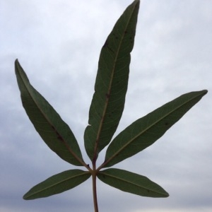 Photographie n°194585 du taxon Vitex agnus-castus L. [1753]