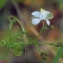  Liliane Roubaudi - Cardiospermum halicacabum L. [1753]