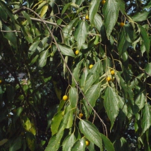 Photographie n°194598 du taxon Celtis australis L. [1753]