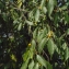  Liliane Roubaudi - Celtis australis L. [1753]