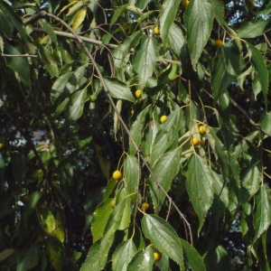 Photographie n°194599 du taxon Celtis australis L. [1753]