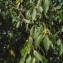  Liliane Roubaudi - Celtis australis L. [1753]